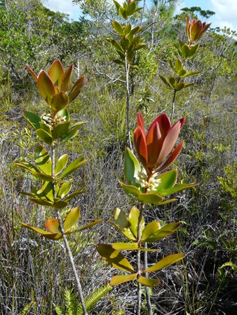 P1110605