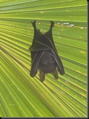 bat hanging on palm tree