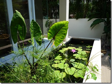 Plants for Koi Pond – Alocasia