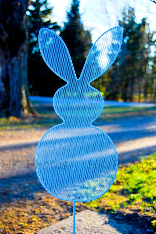 [bunny[5].jpg]