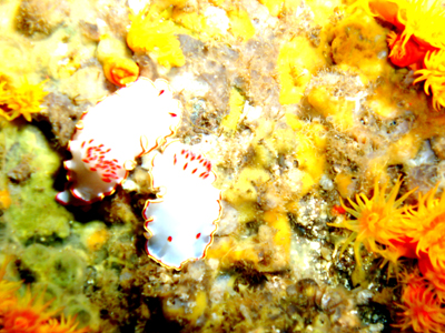 Nudibranch. Sea of Cortez