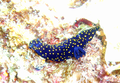 Nudibranch. Sea of Cortez