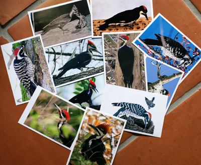 Reference photos Pileated Woodpecker