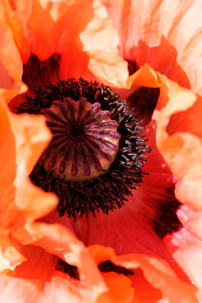poppy at Filoli Woodside CA