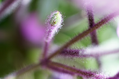Flower Bud. Golden Gate Park Flower Bud. Golden Gate Park