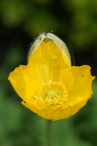 Poppies at the Queen Wilhemina Tulip Garden