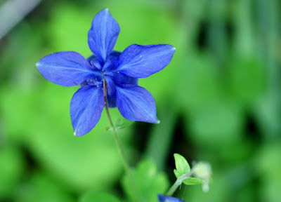 Flowers at Filoli Woodside California