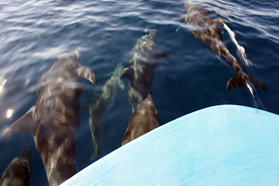 Bottlenose Dolphins in the Sea of Cortez