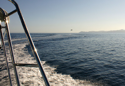 Bottlenose Dolphin Jumping in the Boat Wake