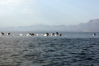 Common Dolphins in the Loreto National Marine Park, Sea of Cortez