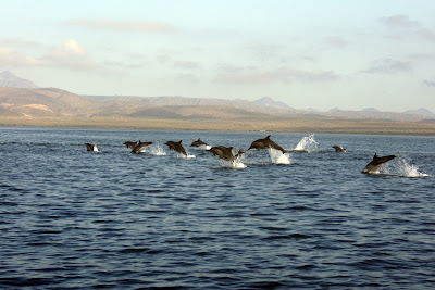 Common Dolphins in the Loreto National Marine Park, Sea of Cortez
