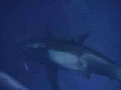 White shark Monterey Bay Aquarium August 2009 there she is!
