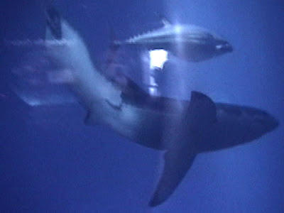White Shark Monterey Bay Aquarium White Shark cruising past a viewing window