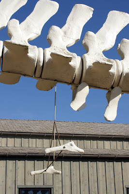 Closeup of vestigial arms