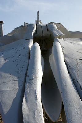 Whale skull