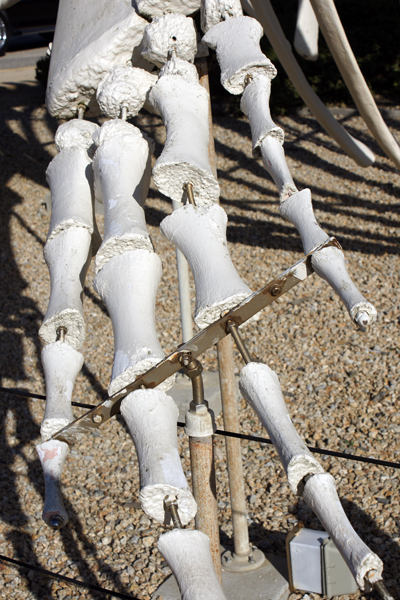 Whale flipper closeup