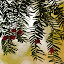 Needles and berries