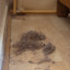 Dust bunnies under my dresser
