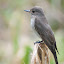 Flycatcher