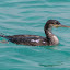 Cormorant