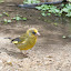 Yellow bird