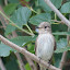 Flycatcher