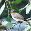 Flycatcher