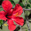 Hibiscus flower