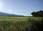 Caprafico, Farro auf den Feldern von Santoleri