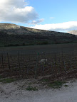 Cantina Valle Reale, le Vigne Nuove,