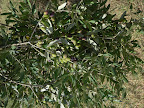 LeccinoSettmbre07P1040834.jpg