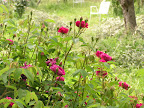 Buschrose