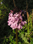 Orchidee in Caprafico