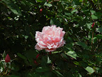 P1090039.JPG