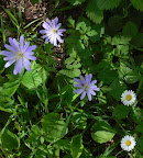 17_Aprile_09_6.JPG