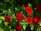 P1090051.JPG