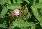 P1090042.JPG
