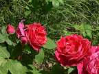 P1090057.JPG