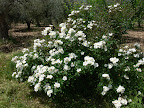 P1090064.JPG