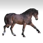 native pony p6 render Millennium Horse textures