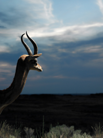 The Gerenuk Deer Gerenuk Deer