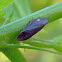 froghopper, spittlebug