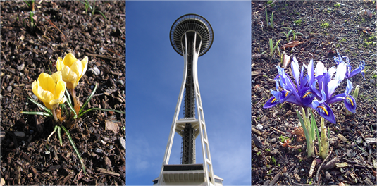 Seattle Blooms