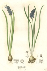 Liliaceae_-_Muscari_botryoides
