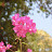 DSC_0500.JPG