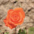 DSC_0558.jpg DSC_0558.jpg