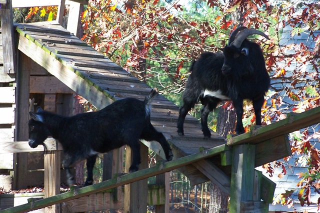 [Farm Goats[3].jpg]
