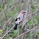 Eurasian Jay