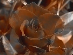 [clip_image0203.jpg]