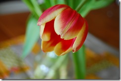 tulips of new table runner 004 tulips of new table runner 004